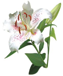 白い花カサブランカ